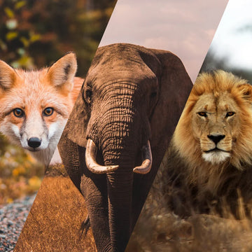 Les origines de l'animal totem